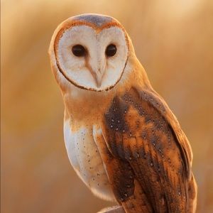 Meet your Posher, Marilyn